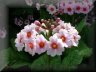0691 - Erimula Japonica